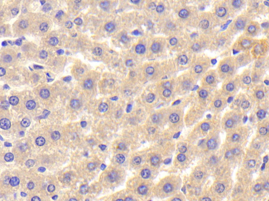 Biotin-Linked Polyclonal Antibody to Insulin Like Growth Factor Binding Protein 2 (IGFBP2)