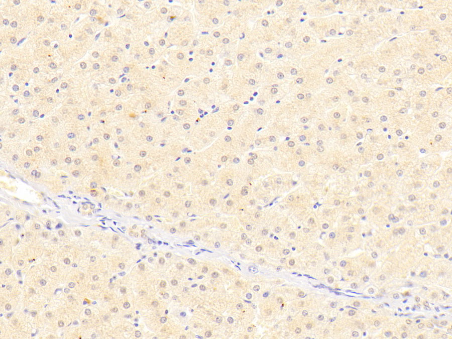 Biotin-Linked Polyclonal Antibody to Insulin Like Growth Factor Binding Protein 4 (IGFBP4)