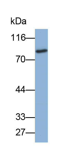 Biotin-Linked Polyclonal Antibody to Interleukin 1 Receptor Type I (IL1R1)