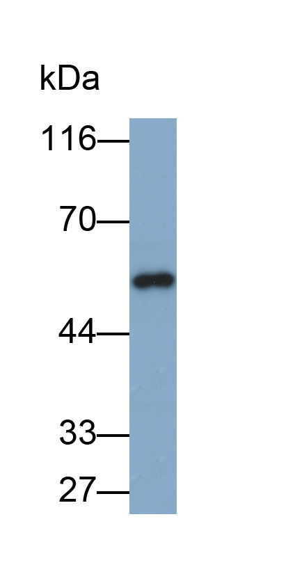 Biotin-Linked Polyclonal Antibody to Immunoglobulin G1 (IgG1)