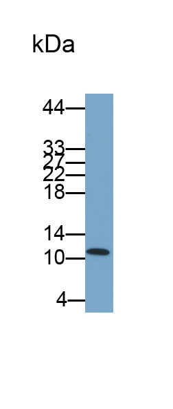 Biotin-Linked Polyclonal Antibody to Interleukin 8 (IL8)