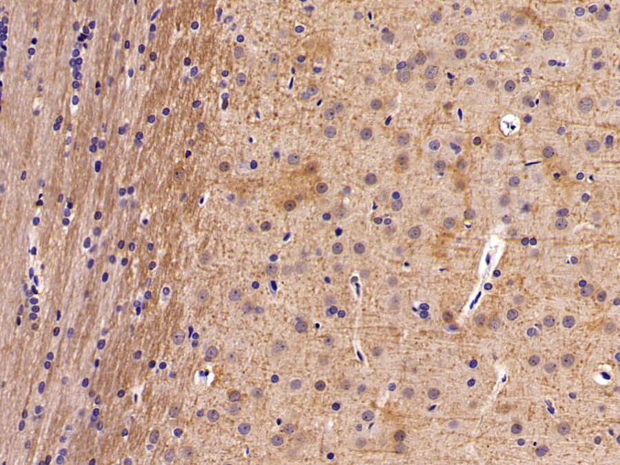 Biotin-Linked Polyclonal Antibody to Leptin (LEP)