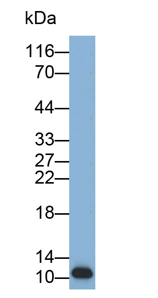 Biotin-Linked Polyclonal Antibody to Macrophage Inflammatory Protein 3 Beta (MIP3b)