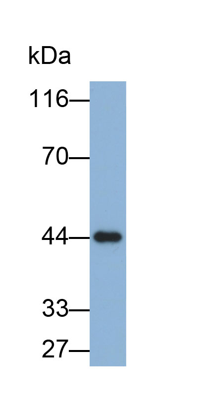 Biotin-Linked Polyclonal Antibody to Creatine Kinase, Muscle (CKM)