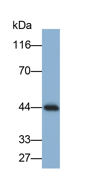 Biotin-Linked Polyclonal Antibody to Creatine Kinase, Muscle (CKM)