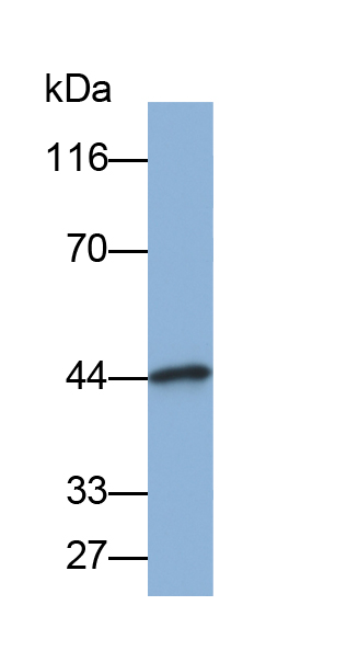 Biotin-Linked Polyclonal Antibody to Creatine Kinase, Muscle (CKM)