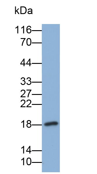 Biotin-Linked Polyclonal Antibody to Betacellulin (bTC)