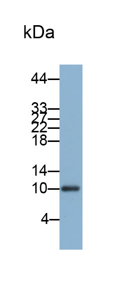 Biotin-Linked Polyclonal Antibody to Regulated On Activation In Normal T-Cell Expressed And Secreted (RANTES)