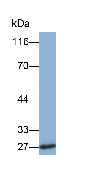 Biotin-Linked Polyclonal Antibody to Tissue Inhibitors Of Metalloproteinase 4 (TIMP4)