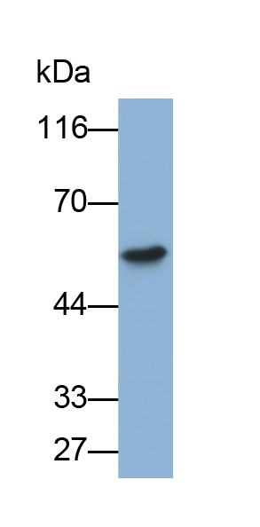 Biotin-Linked Polyclonal Antibody to Plasminogen Activator, Urokinase Receptor (uPAR)