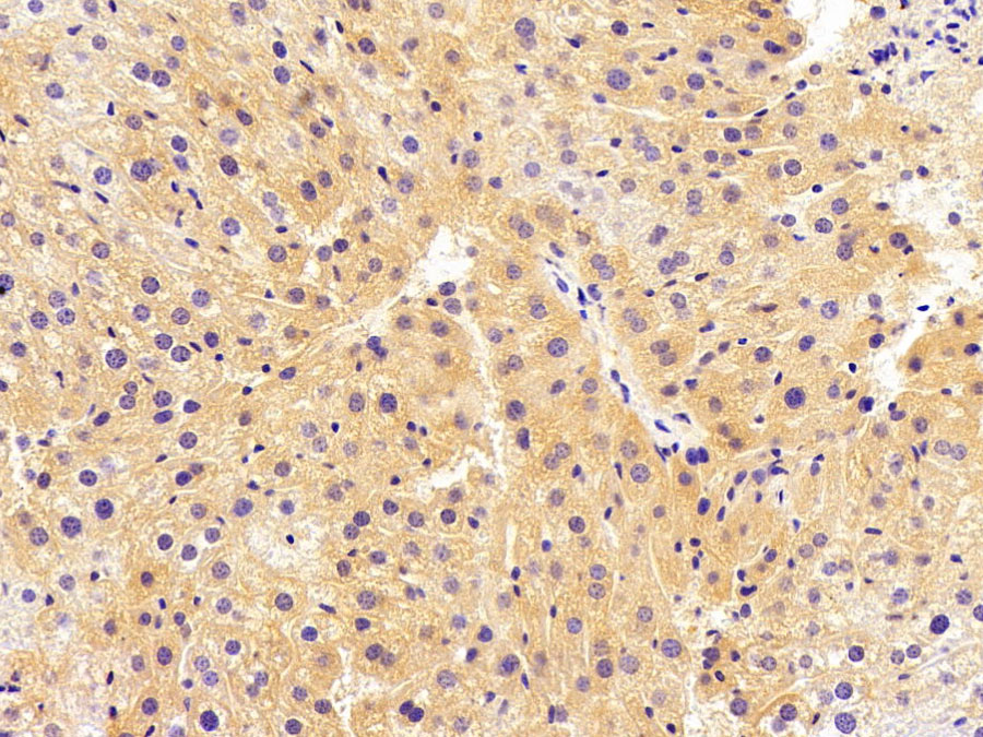 Biotin-Linked Polyclonal Antibody to Vascular Endothelial Growth Factor A (VEGFA)