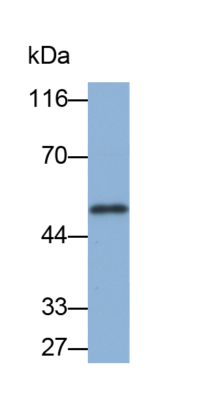 Biotin-Linked Polyclonal Antibody to Serpin Peptidase Inhibitor,Clade B,Member 4 (SERPINB4)