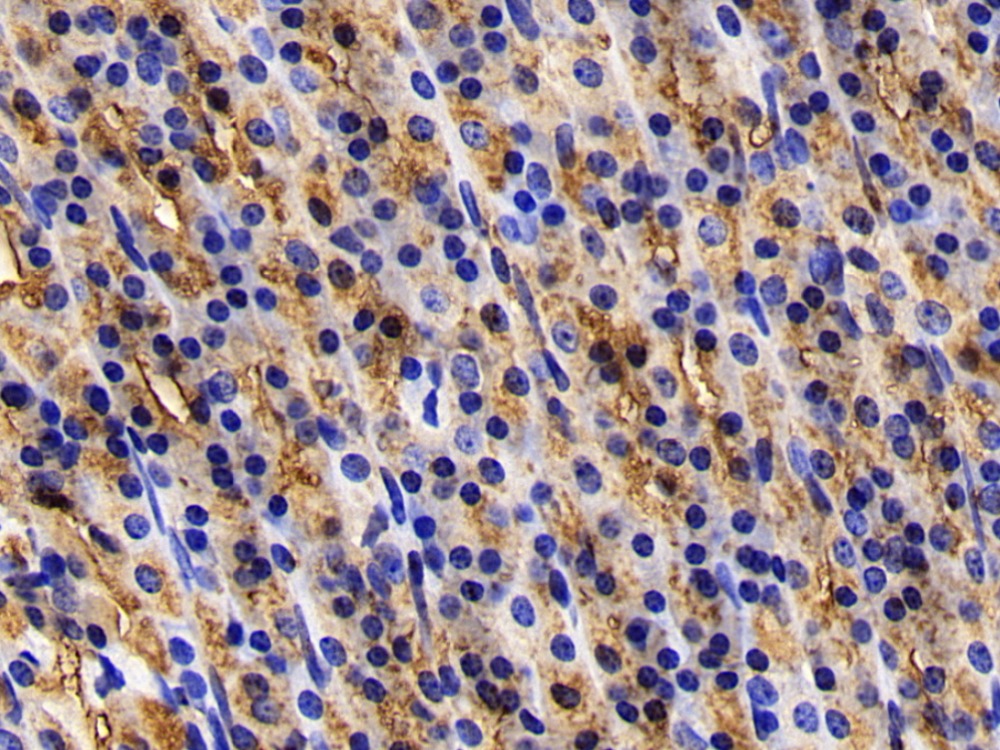 Biotin-Linked Polyclonal Antibody to Pepsinogen A (PGA)