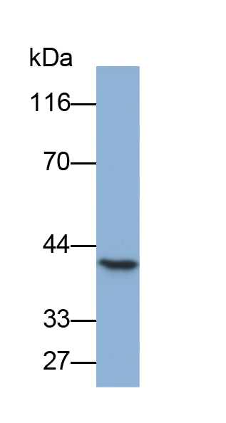 Biotin-Linked Polyclonal Antibody to Pepsinogen C (PGC)