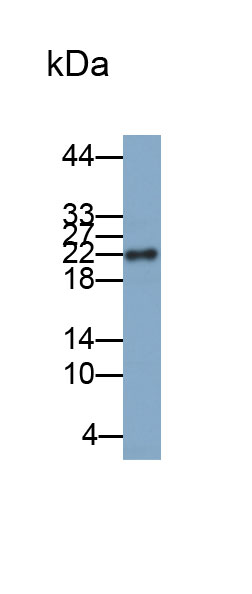 Biotin-Linked Polyclonal Antibody to Cyclophilin B (CYPB)