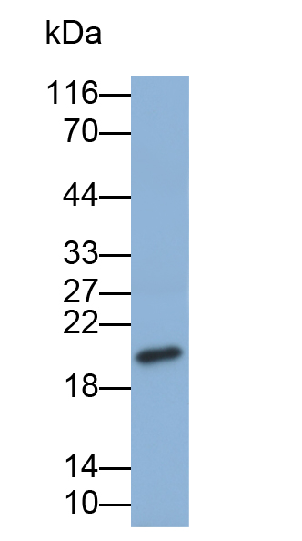 Biotin-Linked Polyclonal Antibody to Cyclophilin B (CYPB)