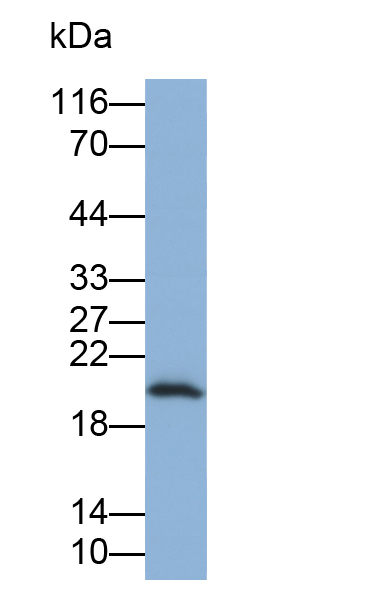 Biotin-Linked Polyclonal Antibody to Cyclophilin B (CYPB)