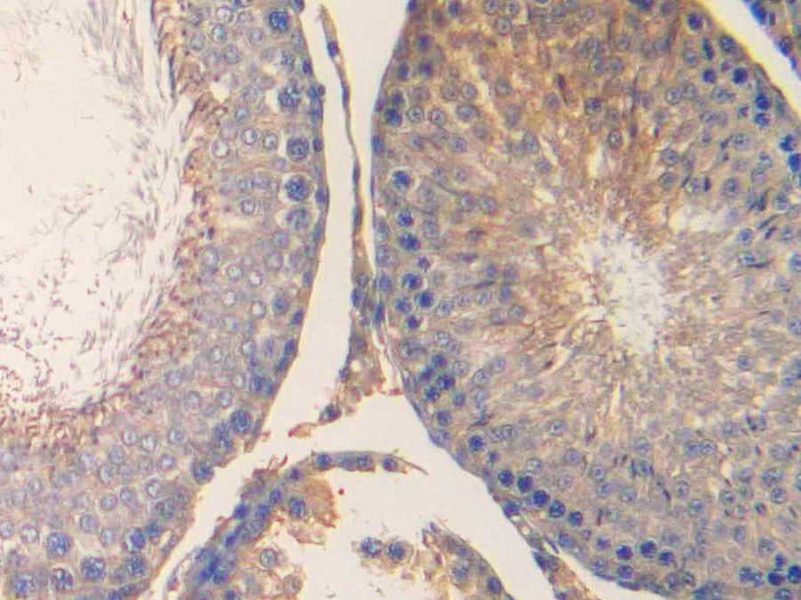 Biotin-Linked Polyclonal Antibody to Urocortin (UCN)