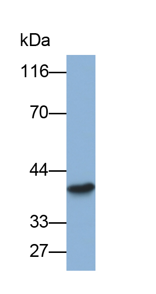 Biotin-Linked Polyclonal Antibody to Paraoxonase 1 (PON1)