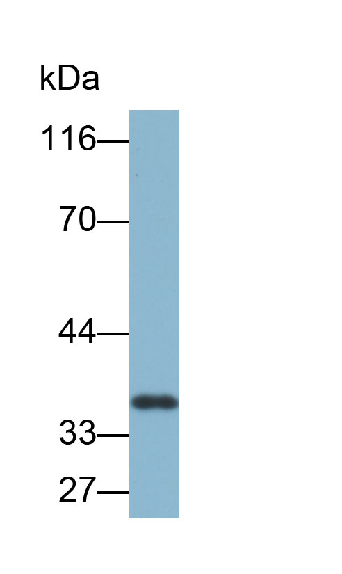 Biotin-Linked Monoclonal Antibody to Annexin V (ANXA5)