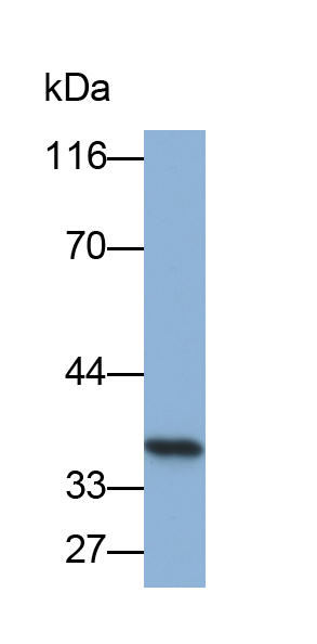 Biotin-Linked Polyclonal Antibody to Annexin V (ANXA5)