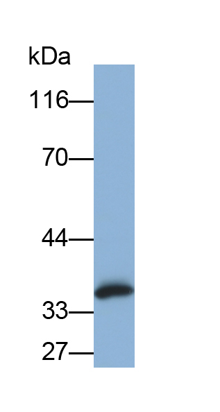 Biotin-Linked Polyclonal Antibody to Annexin V (ANXA5)