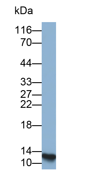 Biotin-Linked Polyclonal Antibody to Beta-2-Microglobulin (b2M)