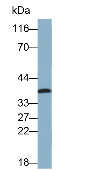 Biotin-Linked Polyclonal Antibody to Cathepsin K (CTSK)