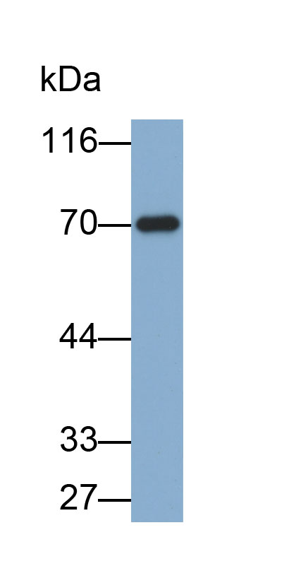 Biotin-Linked Polyclonal Antibody to Heat Shock 70kDa Protein 1B (HSPA1B)