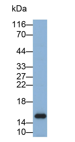 Biotin-Linked Polyclonal Antibody to Galectin 2 (GAL2)