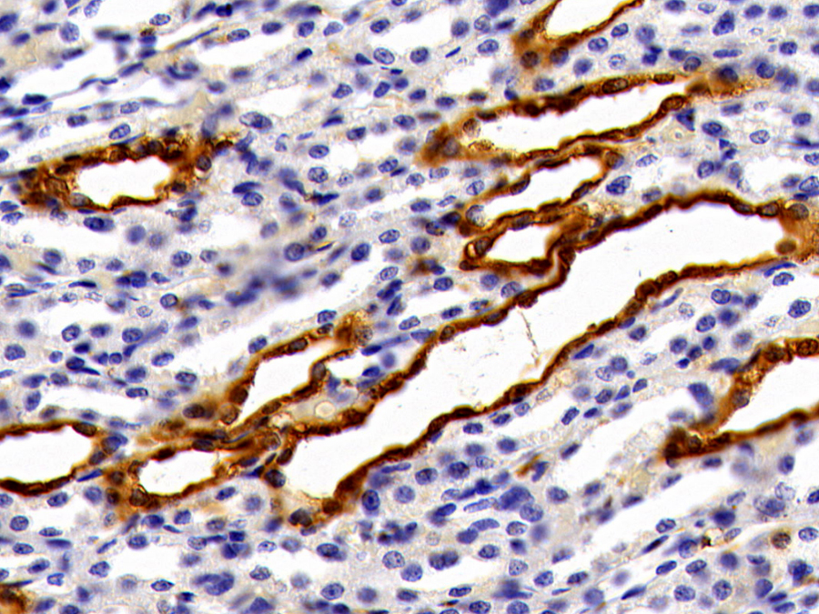 Biotin-Linked Polyclonal Antibody to Galectin 3 (GAL3)