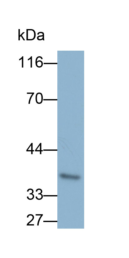 Biotin-Linked Polyclonal Antibody to Cathepsin L (CTSL)