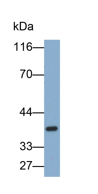 Biotin-Linked Polyclonal Antibody to Galectin 9 (GAL9)