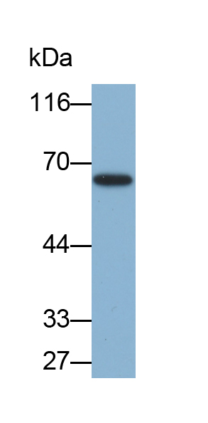 Biotin-Linked Polyclonal Antibody to Apolipoprotein H (APOH)