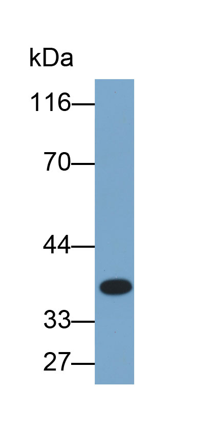 Biotin-Linked Polyclonal Antibody to Heterogeneous Nuclear Ribonucleoprotein A2/B1 (HNRPA2B1)