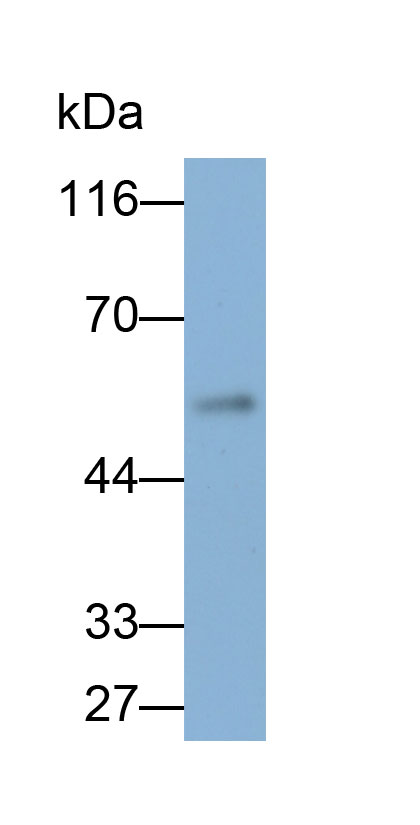 Biotin-Linked Polyclonal Antibody to Cathepsin A (CTSA)