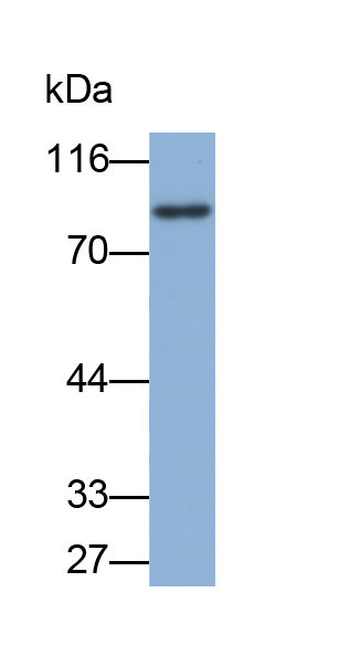 Biotin-Linked Polyclonal Antibody to Gelsolin (GSN)