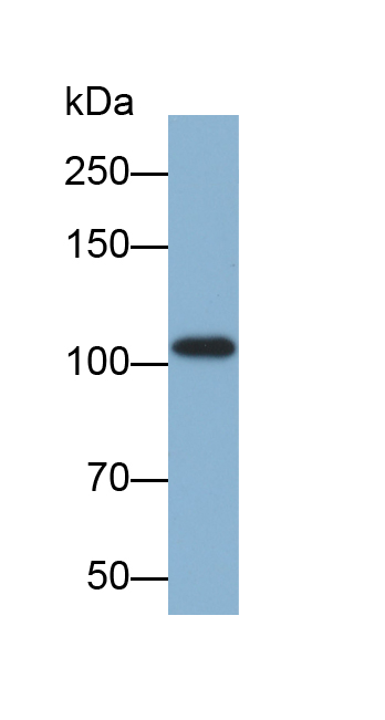 Biotin-Linked Polyclonal Antibody to Actinin Alpha 2 (ACTN2)