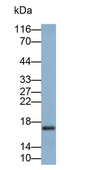 Biotin-Linked Polyclonal Antibody to Retinol Binding Protein 2, Cellular (RBP2)