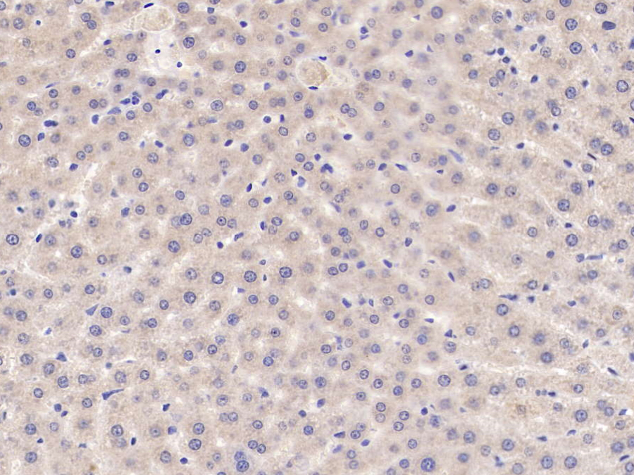 Biotin-Linked Monoclonal Antibody to Complement Component 5a (C5a)