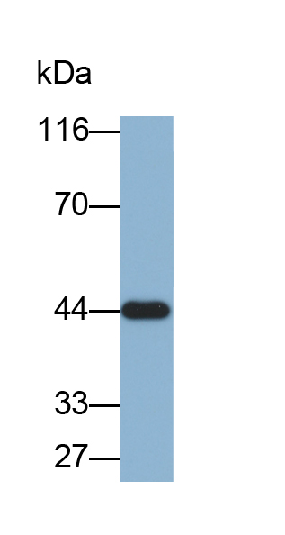 Biotin-Linked Polyclonal Antibody to Tissue Factor Pathway Inhibitor (TFPI)