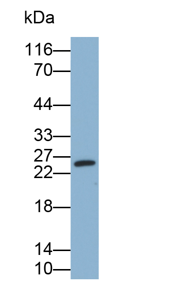 Biotin-Linked Polyclonal Antibody to High Mobility Group Protein 1 (HMGB1)