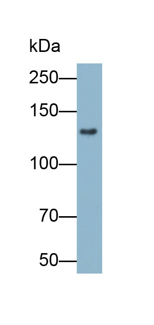 Biotin-Linked Polyclonal Antibody to Cadherin, Retinal (RCAD)