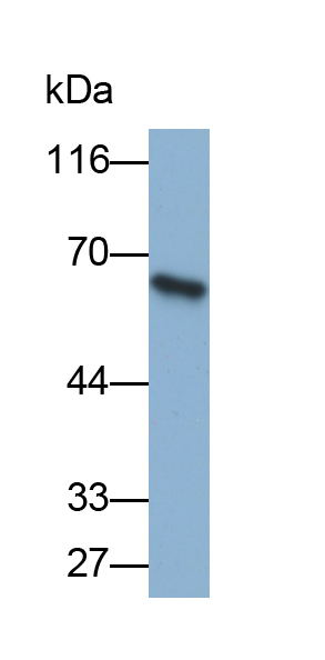 Biotin-Linked Polyclonal Antibody to Mucin 1 (MUC1)