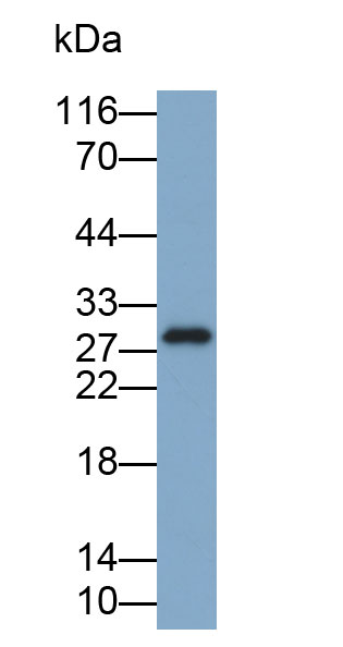 Biotin-Linked Polyclonal Antibody to Myelin Oligodendrocyte Glycoprotein (MOG)