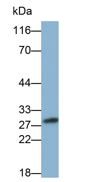 Biotin-Linked Polyclonal Antibody to Myelin Oligodendrocyte Glycoprotein (MOG)