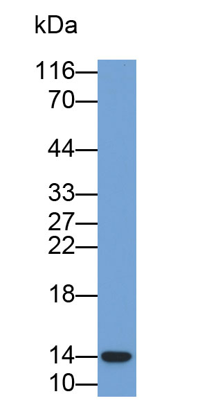 Biotin-Linked Polyclonal Antibody to Cystatin A (CSTA)