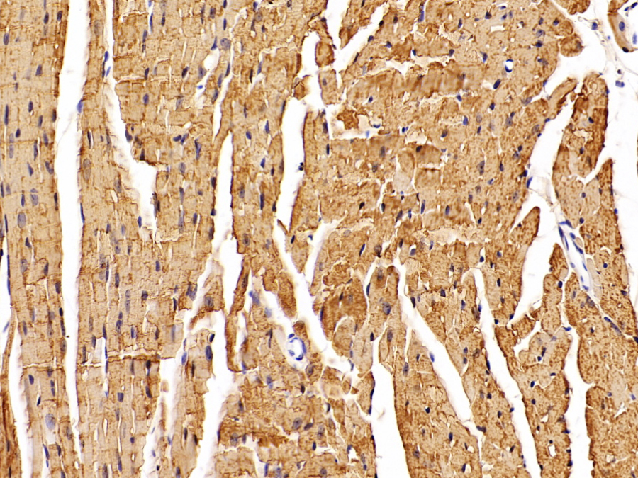 Biotin-Linked Polyclonal Antibody to Myoglobin (MYO)