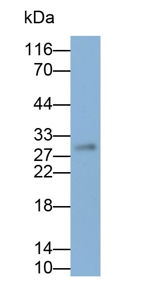 Biotin-Linked Polyclonal Antibody to Apolipoprotein A1 (APOA1)