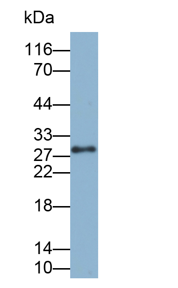 Biotin-Linked Polyclonal Antibody to Tissue Factor (TF)